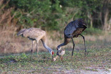 Sandhill crane Arthur R. Marshall Loxahatchee National Wildlife Refuge Florida