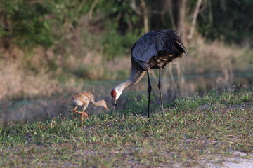 Sandhill crane Arthur R. Marshall Loxahatchee National Wildlife Refuge Florida