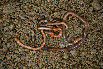 Earthworms in black soil. Garden compost and worms recycling plant waste into rich soil improver...