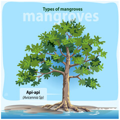 Vector illustration, Avicennia is one of the most common types of mangroves in Indonesia.