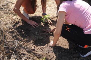 woman planting a tree