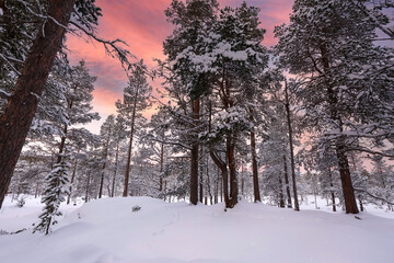 Sunset in the snowy forest