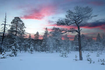 Sunset in the snowy forest 