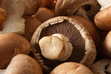 Brown cap champignons in different shapes and sizes close-up top view