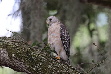   Red-shouldered hawk  Arthur R. Marshall Loxahatchee National Wildlife Refuge Florida