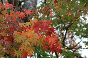 日本の秋の風景、秋の紅葉