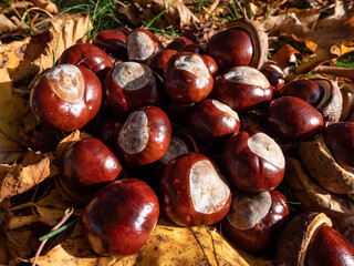 Close-up of a pile of fresh horse chestnuts (Aesculus hippocastanum) among dry leaves. Autumn background with ripe brown horse chestnut and prickly shell