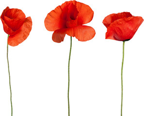 Red poppy flowers - isolated