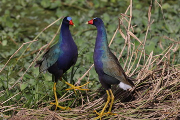  American purple gallinule  Arthur R. Marshall Loxahatchee National Wildlife Refuge Florida