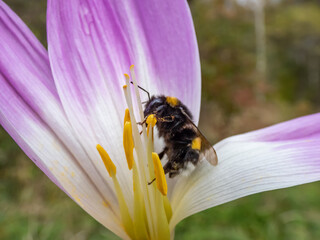 Macro shot of the bumblebee or (bombus) on a flowering purple autumn crocus (Colchicum autumnale)