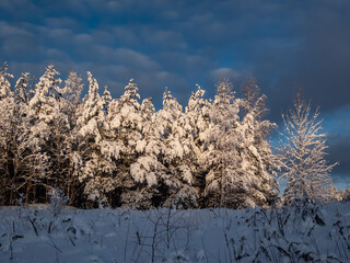 Beautiful winter landscape with big trees completely covered with large amount of snow with dark...