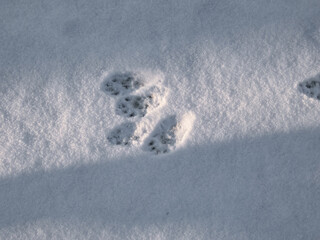 Footprints of the European pine marten (Martes martes) in the snow in winter. Detailed footprints and tracks on surface