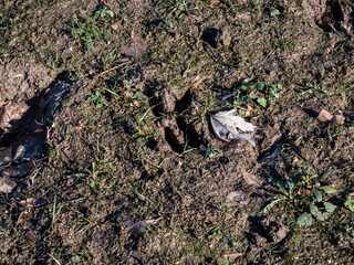 Close-up of footprints of roe deer (Capreolus capreolus) in very deep and wet mud after running over the wet soil in sunlight