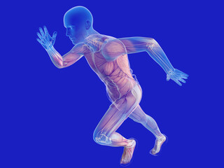3d illustration of transparent human silhouette running. Showing the inner skeleton, joints and muscles.