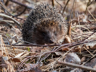 Close-up shot of the adult European hedgehog (Erinaceus europaeus) with focus on face and eye in spring awaken after winter. Beautiful animal and forest scenery