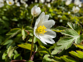 Macro of white spring flower Wood anemone (Anemone nemorosa) flowering in bright sunlight with blurred green background