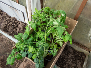 Close-up shot of green tomato plant seedlings growing in soil in small pots placed in the greenhouse in sunlight. Germinating seedlings