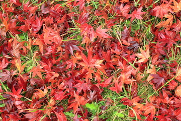 日本の秋の風景、秋の紅葉