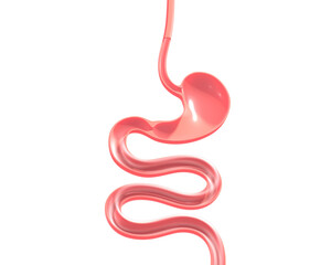 Fototapeta premium 3d illustration of the human digestive system. From the esophagus to the small intestine, showing the anatomical interior.