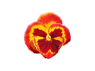 Isolated red, yellow, orange viola wittrockiana or viola tricolor flower.