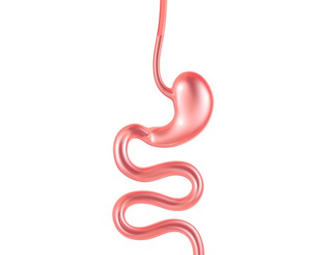 Transparent Glass 3d Illustration Of The Digestive System. Anatomy From The Esophagus And Stomach To The Small Intestine.