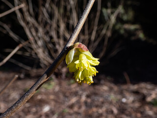 Winter hazel (Corylopsis glandulifera) flowering with nodding racemes of small, usually fragrant, bell-shaped pale yellow flowers in spring