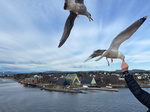 During The Arrival To The Port Of Oslo Curious Seagulls Went Along With Us.  A Man  Fed Them.