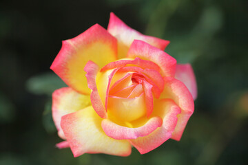 複色のカラフルなバラ （朝雲）