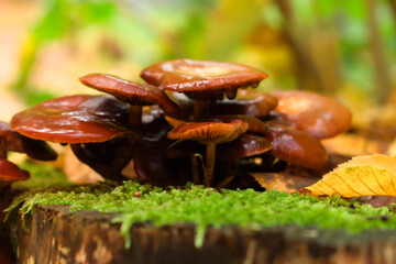 mushrooms in the forest