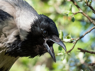 Beautiful close-up shot of the hooded crow (Corvus cornix) sitting on a tree branch among green leaves with blue sky in the bacground