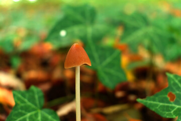 autumn leaves in the forest