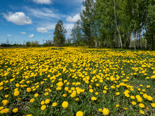 Obraz premium Bright yellow dandelions (Lion's tooth) flowering in the big field of flowers with green grass and yellow dandelions with horizon and blue sky