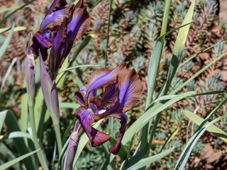 Close-up shot of the Iris stolonifera blooming with purple flower - lilac centre with a brown margin in garden in spring