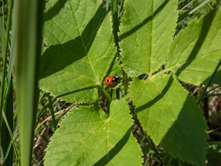 The seven-spot ladybird (Coccinella septempunctata) on aground. Elytra are red, punctuated with three black spots each, with one over the junction of the two