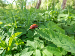 Red, round and ladybird-like broad-shouldered leaf beetle (Chrysomela populi) sitting on green leaf among green vegetation in sunlight