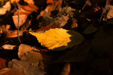autumn leaves in the forest