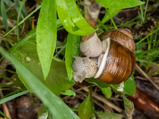 Macro shot of the Roman snail or Burgundy snail (Helix pomatia) eating a green leaf. Detailed shot of the mouth