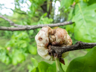 Young gall of gall wasp (Biorhiza pallida) on English oak (Quercus robur) formed after the wasp lays eggs inside with tiny gall wasp crawling on formation. Tiny developed insects
