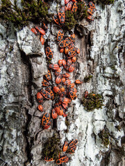 Close-up shot of a group of adult and young red and black firebugs (Pyrrhocoris apterus) in the summer showing aggregation behaviour on the tree bark