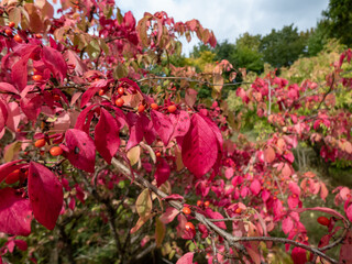 Popular ornamental plant winged spindle, winged euonymus or burning bush (Euonymus alatus Siebold) with pink and red leaves and red fruits enclosed by orange capsule