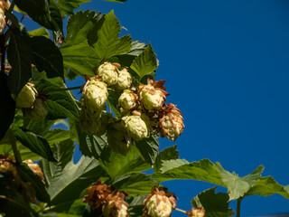 Climbing plant Common hop (Humulus lupulus) with cone shaped fruits in sunlight with blue sky...