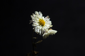 Dried white flower on a black background. Withering nature