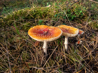 Big, red poisonous mushrooms Fly Agaric (Amanita Muscaria) mushroom with white warts and visible white veil in a forest surrounded with green grass and moss