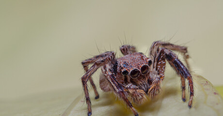 Jumping spider eyes on a green leaf with details macro shoot
