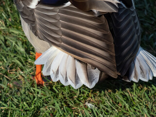 The back, tail and wing feathers of adult, breeding male mallard or wild duck (Anas platyrhynchos)