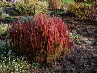 A Japanese bloodgrass cultivar (Imperata cylindrica) Red Baron with red and green leaves grown as...