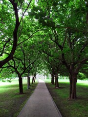 Obraz premium Camino entre árboles.