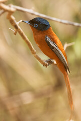 Madagascar Paradise-flycatcher - Terpsiphone mutata, Madagascar. Beautiful perching bird with extremely long tail long Madagascar forests, bushes and gardens.