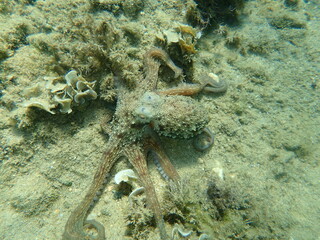 Common octopus (Octopus vulgaris) hunting, Aegean Sea, Greece, Halkidiki
