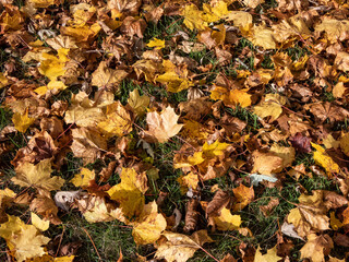 Ground covered with first yellow, orange and red maple leaves in green lawn. Defoliation
